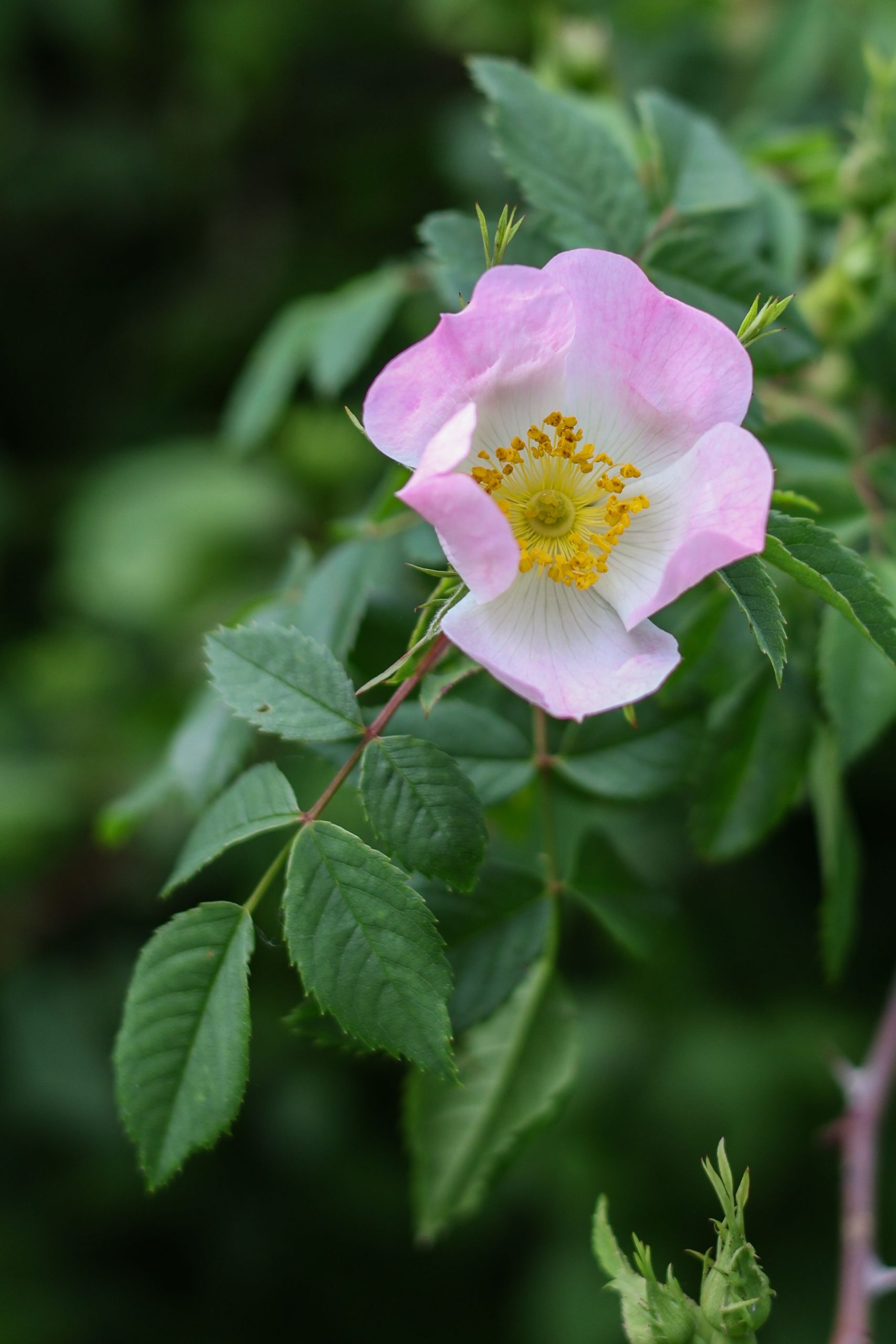 Jetzt schnell die Rosen schneiden