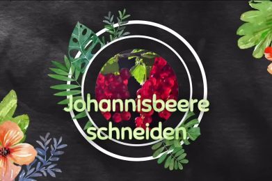 Johannisbeeren schneiden