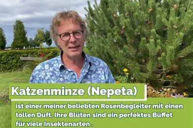 Katzenminze oder Lavendel Rückschnitt im Sommer