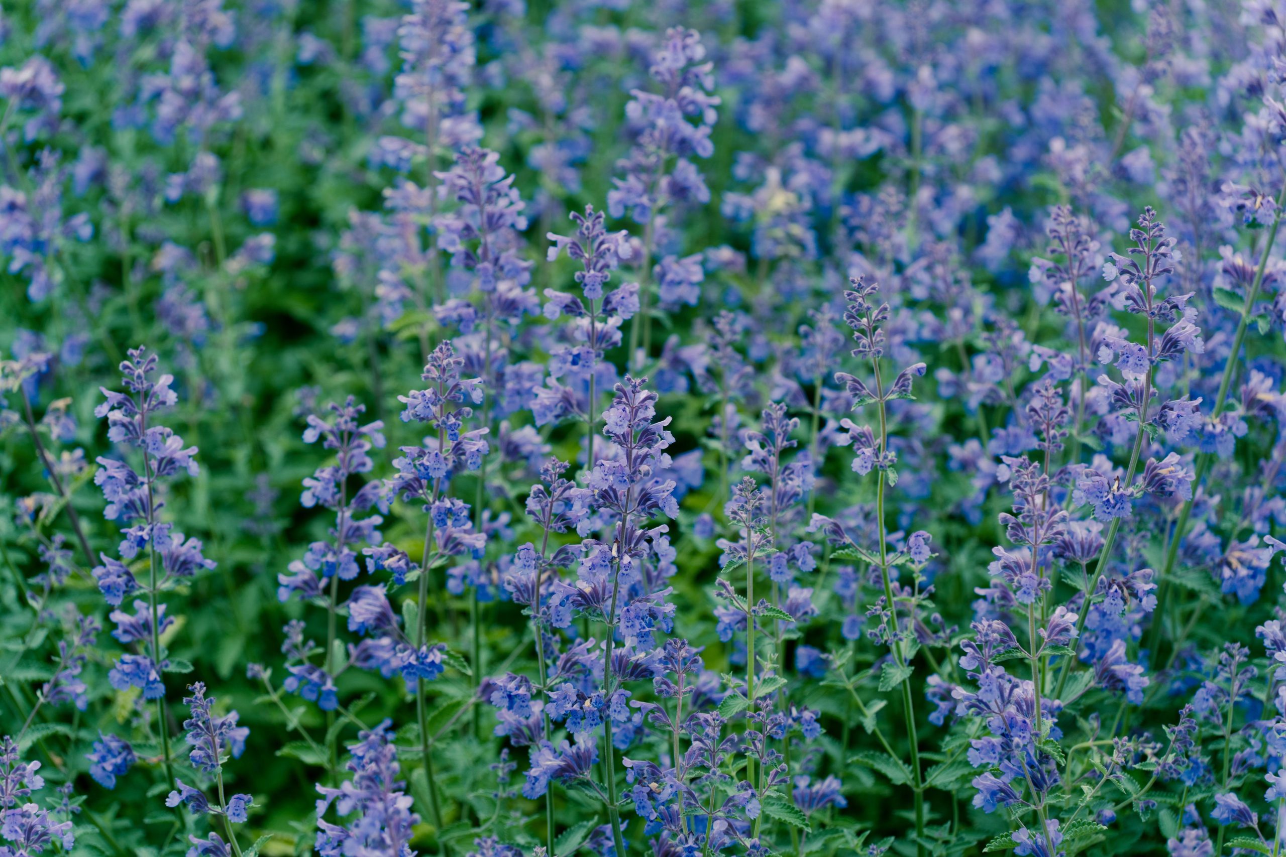 Katzenminze oder Lavendel Rückschnitt im Sommer