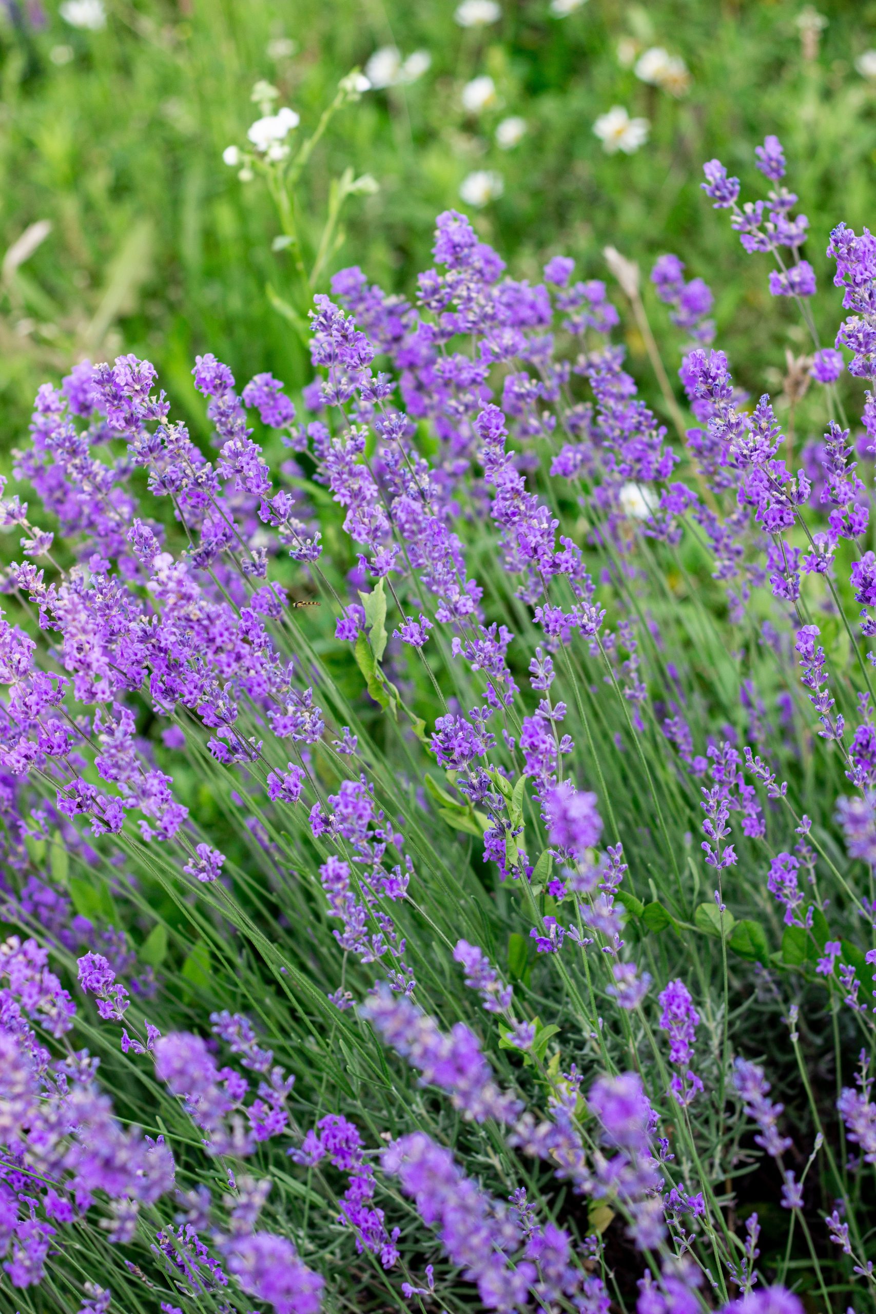 Lavendel schneiden im Sommer