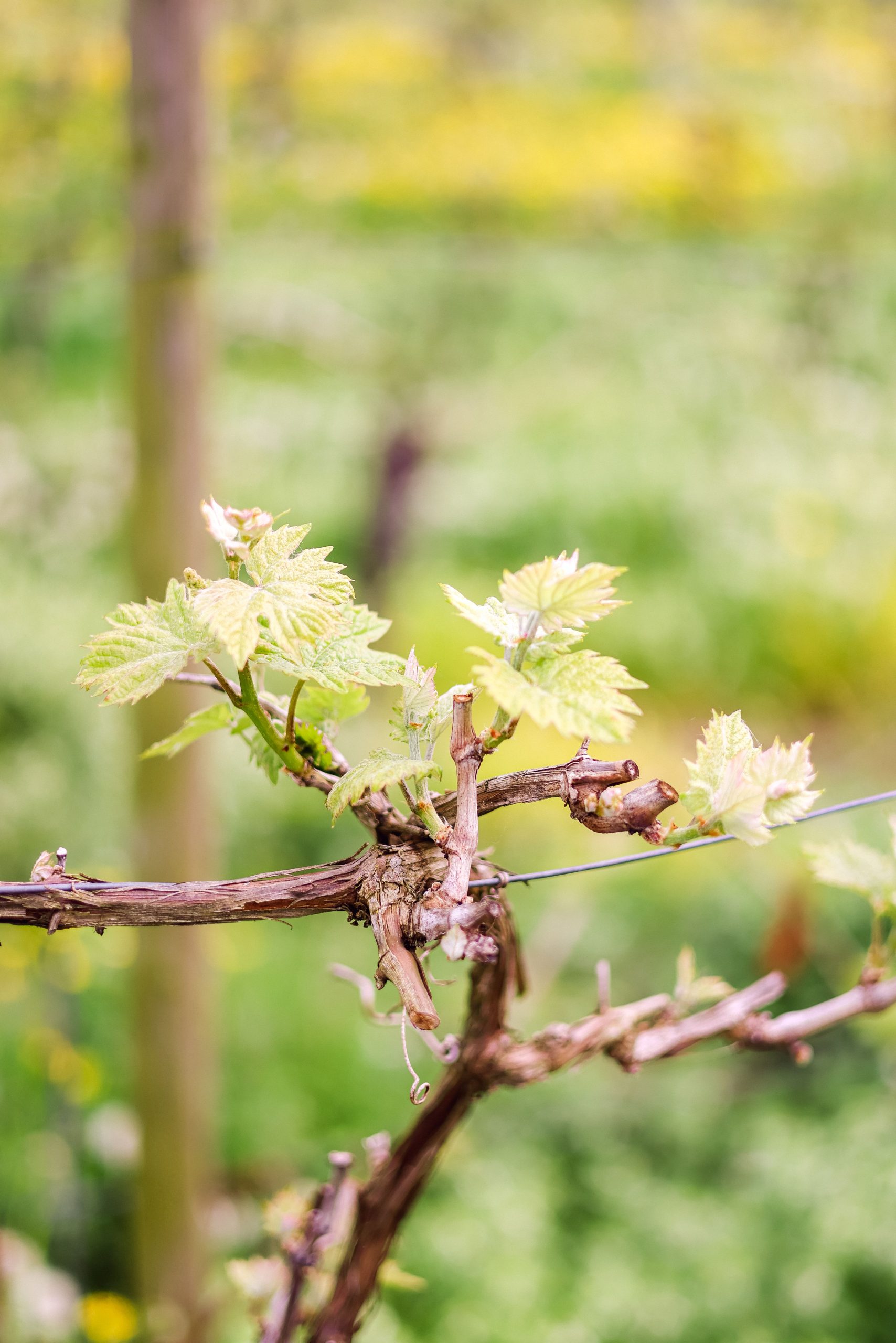 Mehltau beim Wein vermeiden - Tipps vom Pflanzenarzt