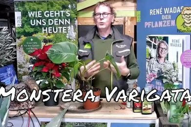 Monstera oder Fensterblatt richtig pflegen