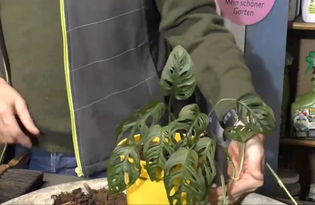 Monstera oder Fensterblatt richtig pflegen