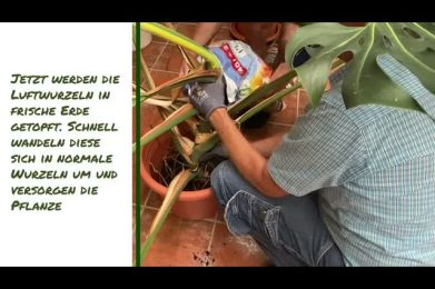 Monstera oder Fensterblatt vermehren.