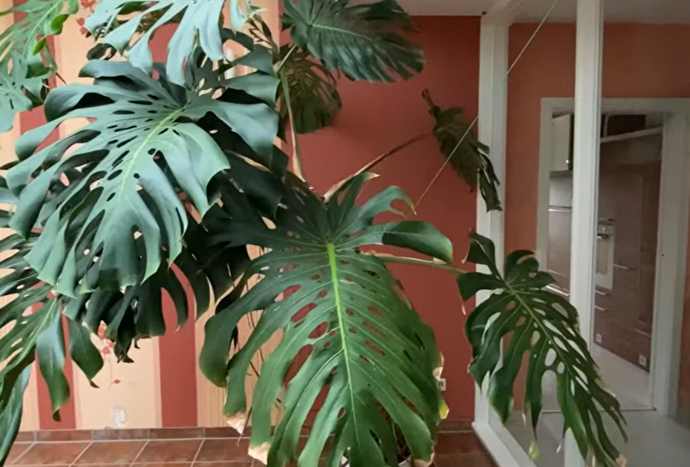 Monstera oder Fensterblatt vermehren.