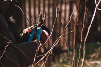 Gärtner verwendet eine Gartenschere