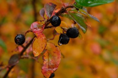 Makroaufnahme von aronia melanocarpa Beeren und Herbstlaub mit Wassertropfen.
