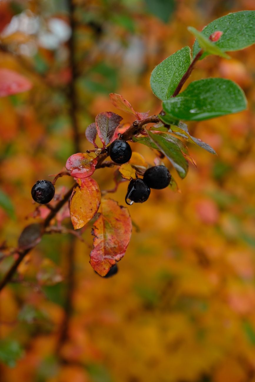 Makroaufnahme von aronia melanocarpa Beeren und Herbstlaub mit Wassertropfen.