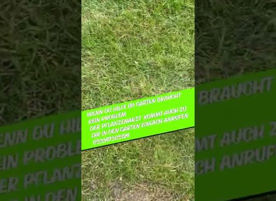 Rasenpflege Vertikutieren