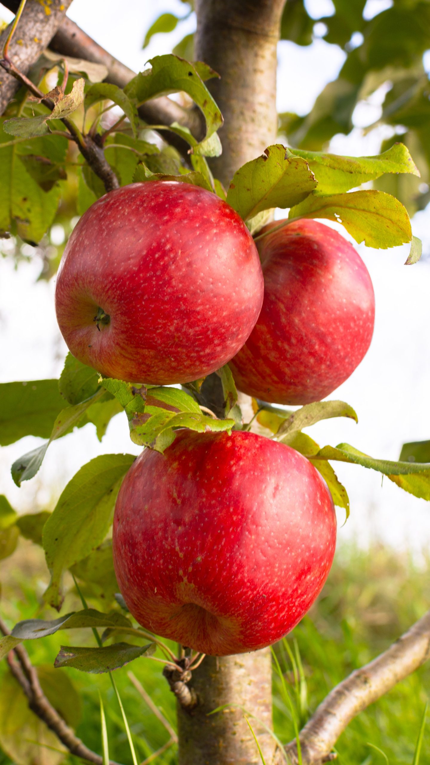 Säulen Obst für Balkon und Terasse