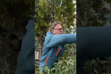 Sommerflieder schneiden