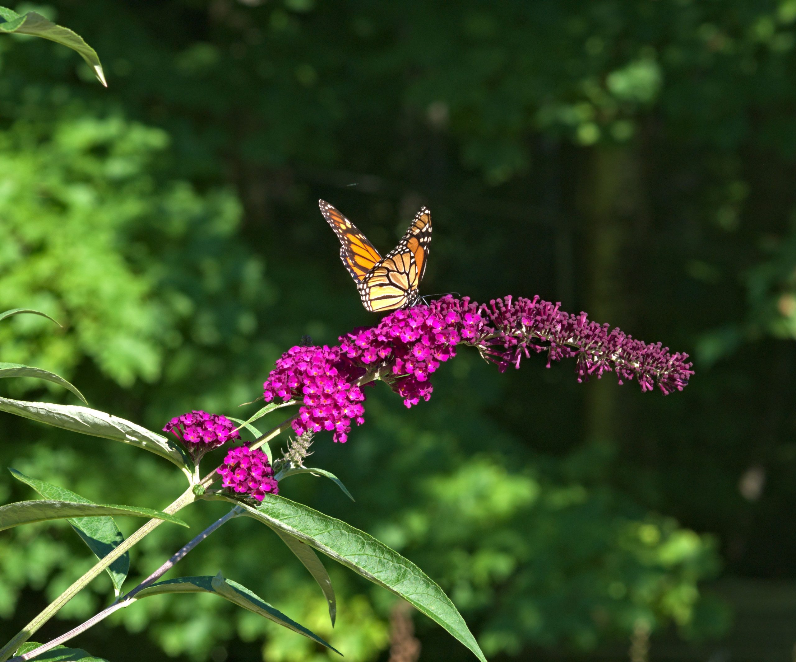 Sommerflieder schneiden