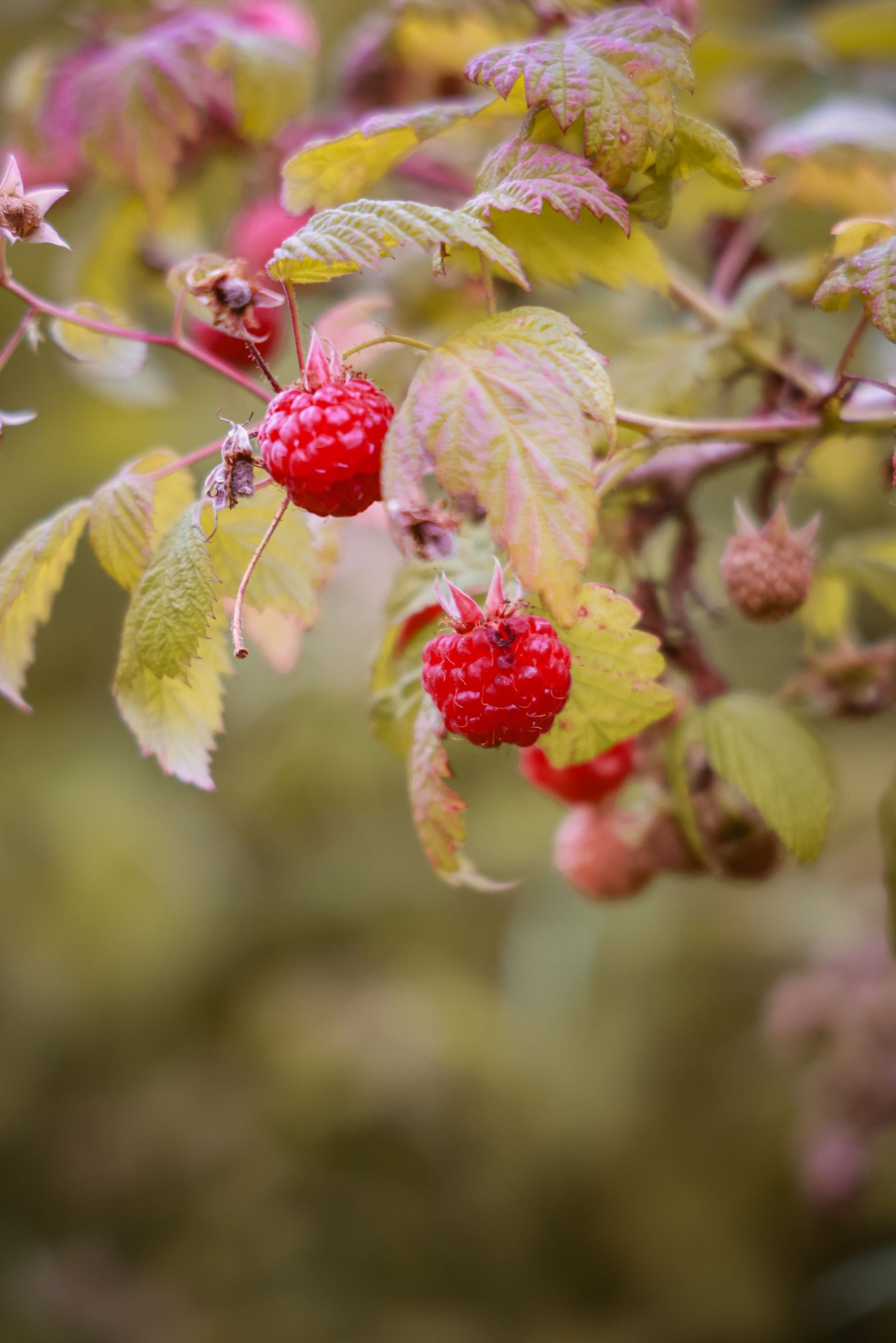 Sommerhimbeeren nach der Ernte schneiden aber Wie ?