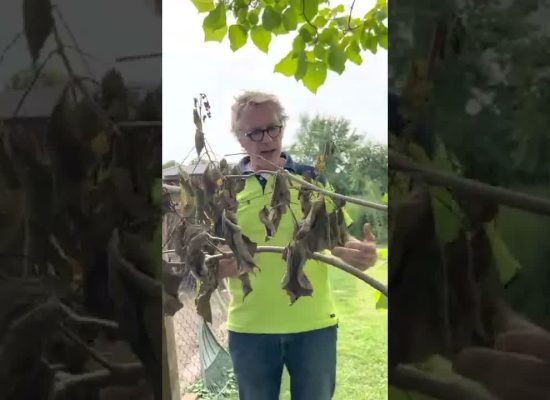 Trockene Äste am Catalpa/Trompetenbaum