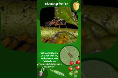 Weiße Fliegen an Pflanzen