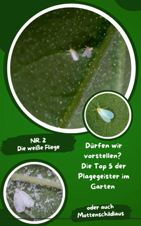 Weiße Fliegen an Pflanzen