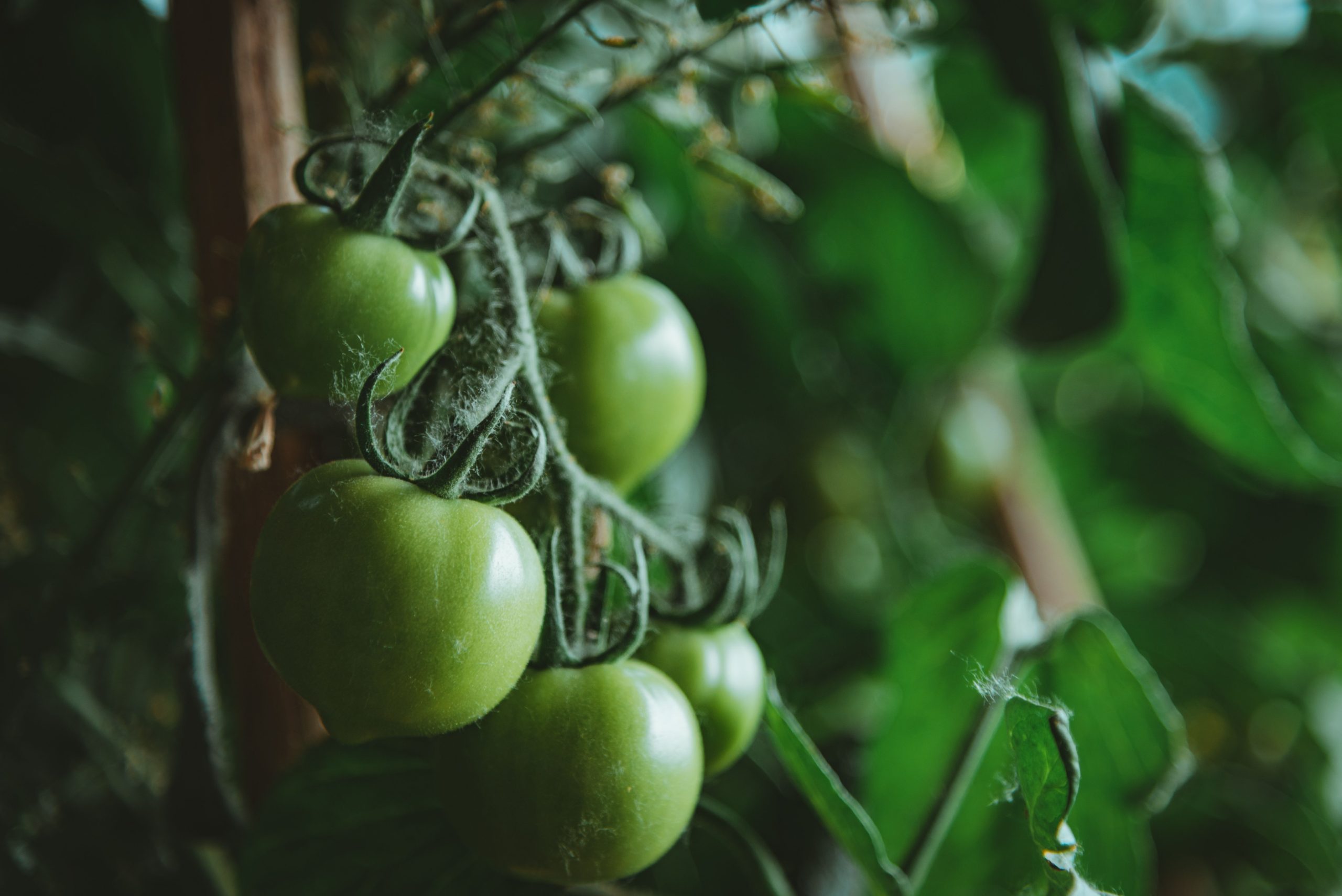 Wie man Weiße Fliege an Tomaten und Gurken besiegt - Orangenöl als Pflanzenschutzmittel